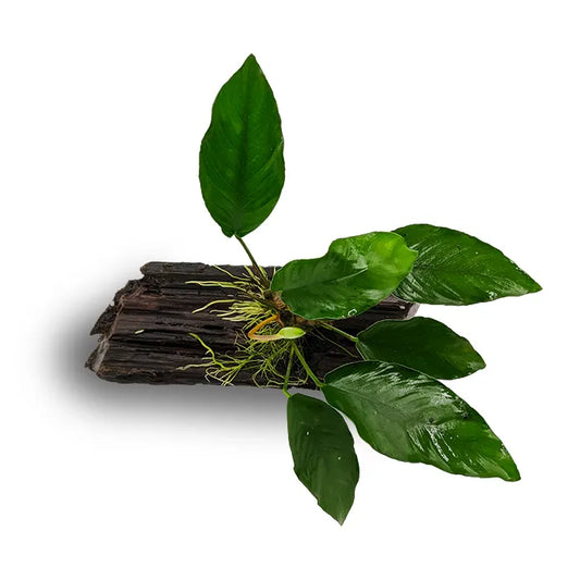 Anubias Isabelle - Medium Driftwood