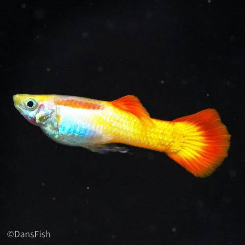 Sunset Male Guppy 3cm