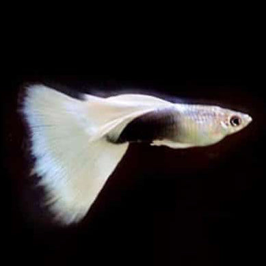White Tuxedo Male Guppy 3cm
