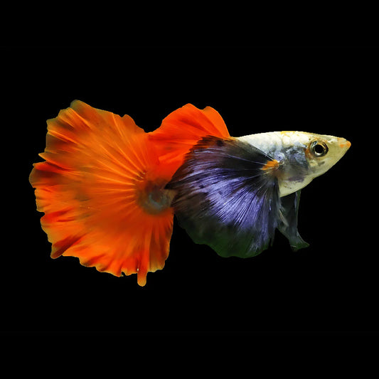 Santa Dumbo Male Guppy 3cm