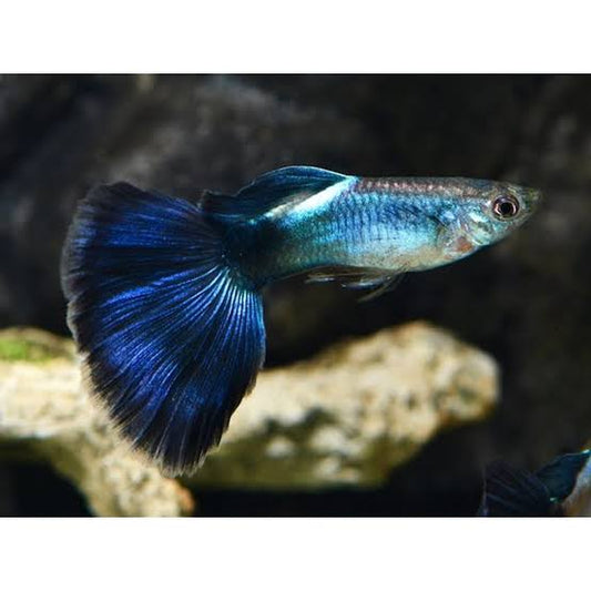 Blue Queen Male Guppy 3cm