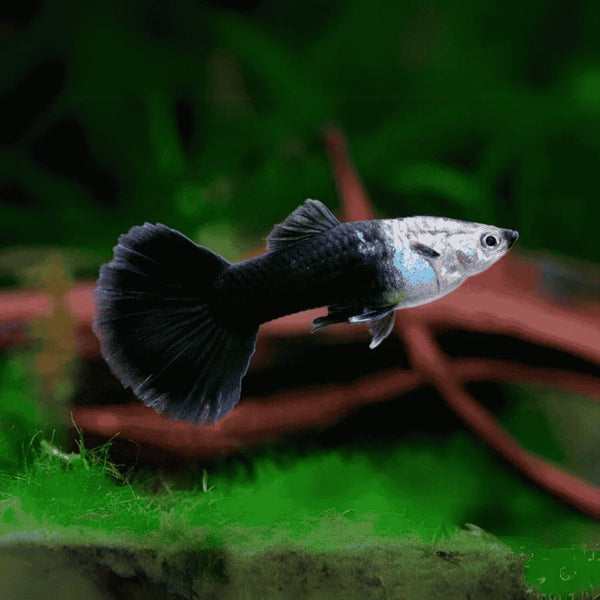 Black Half Body Male Guppy 3cm