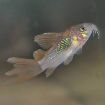 Corydoras Aeneus Bronze Longfin 3cm