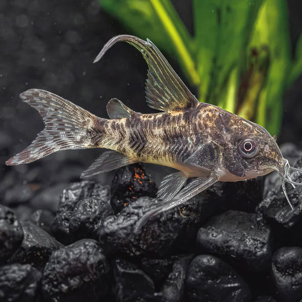 Corydoras paleatus Peppered Long Fin 3cm