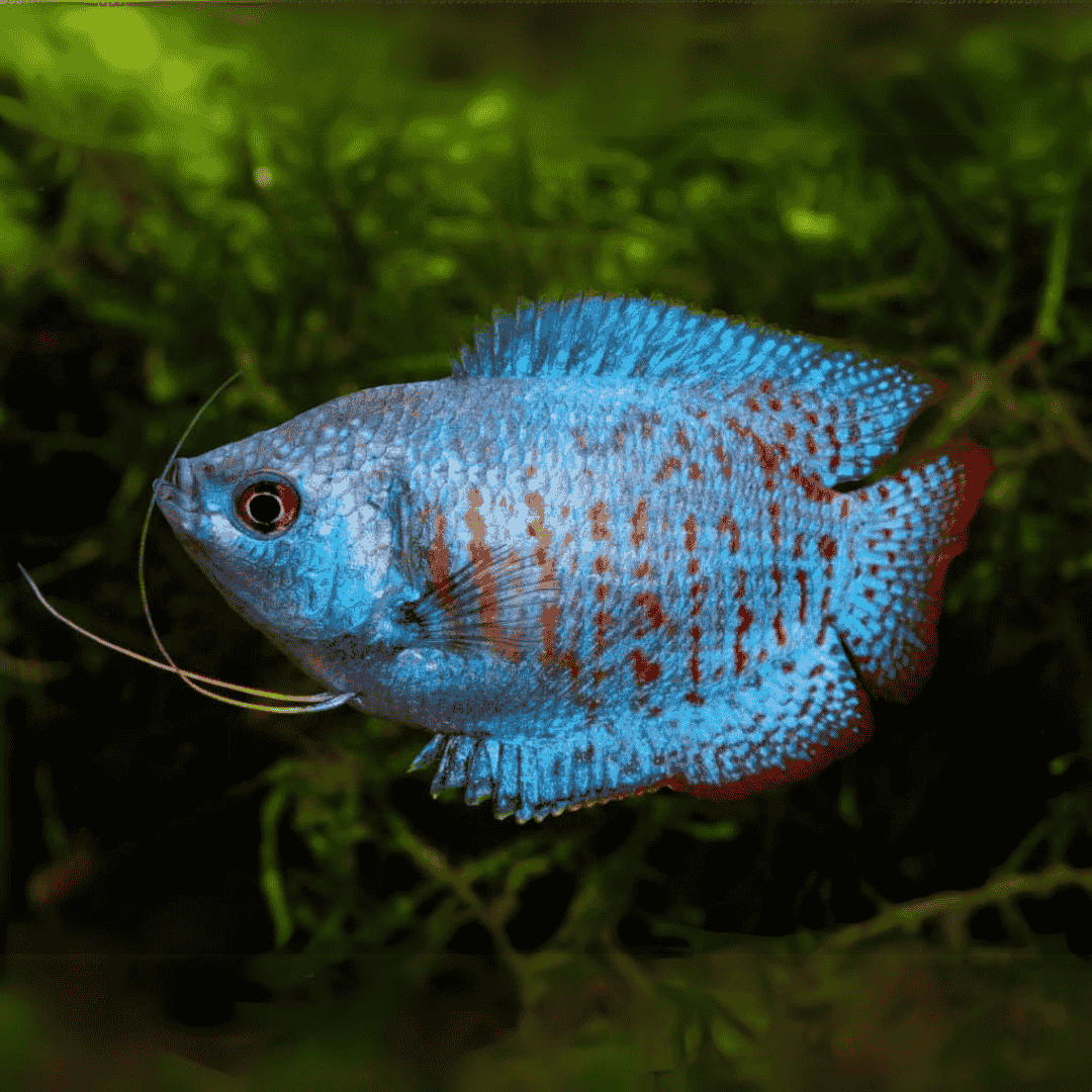 Neon Tiger Dwarf Gourami Pair 3-4cm