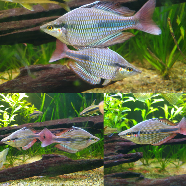 Goyder River Rainbowfish Juveniles