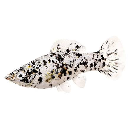 Dalmatian Molly 4-5cm