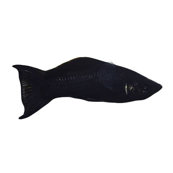 Black Lyretail Molly 4-5cm