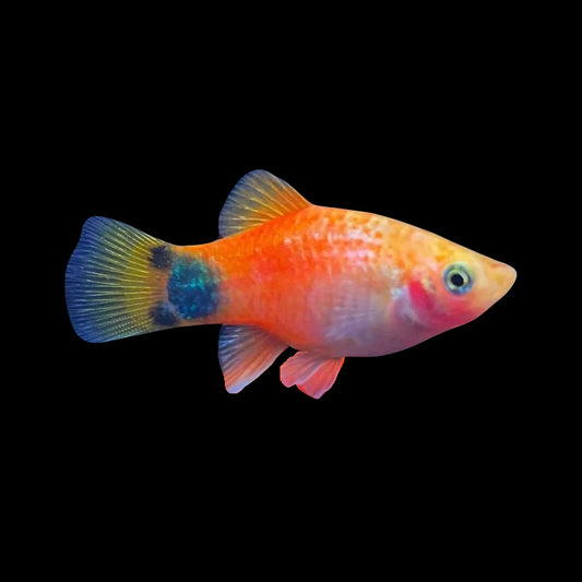 Assorted Mickey Mouse Platy 3cm