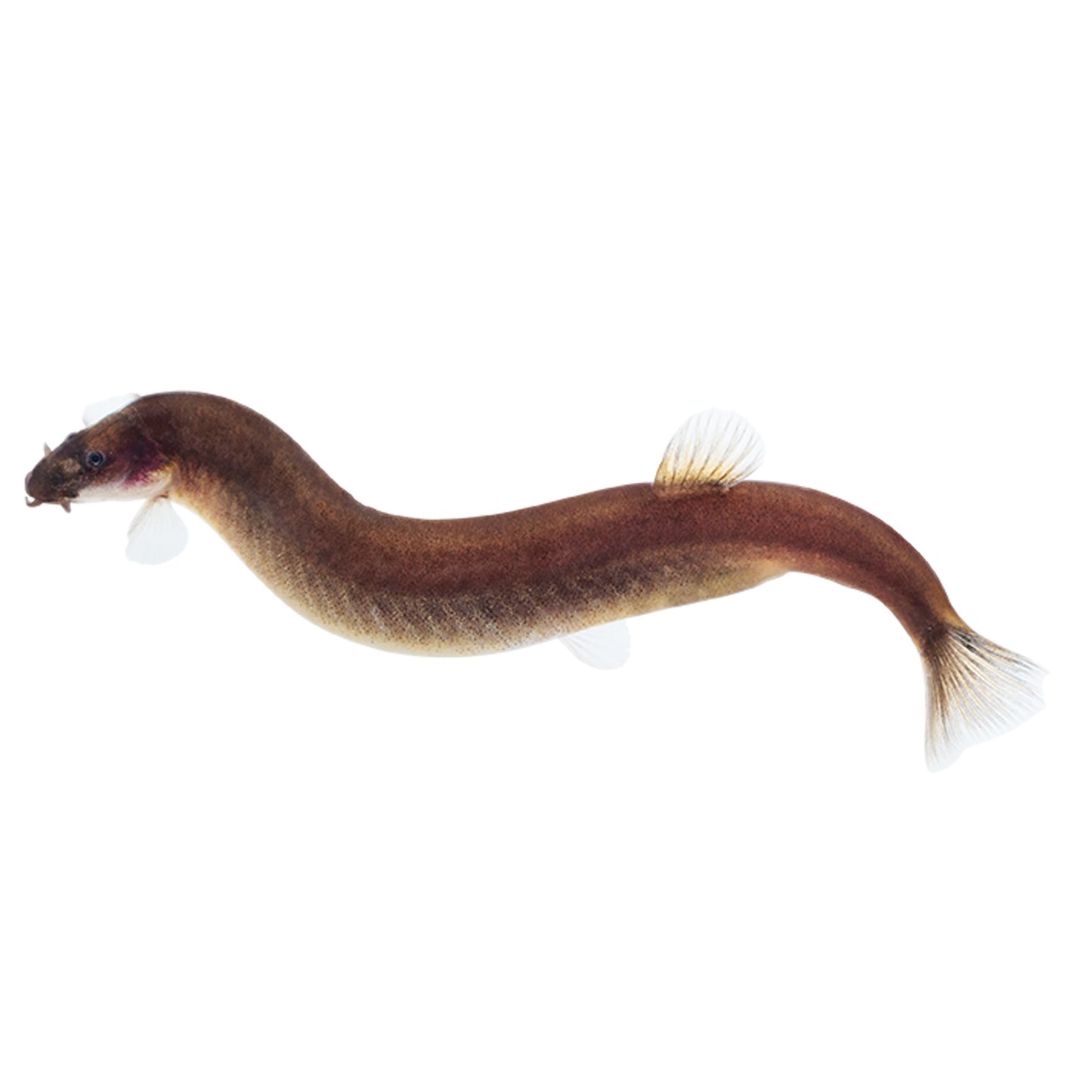 Black Kuhli ‘Java Loach’ 5-6cm (Group of 10)