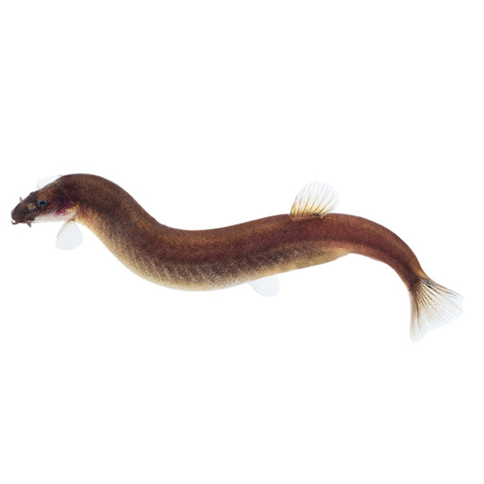 Black Kuhli ‘Java Loach’ 5-6cm (Group of 10)