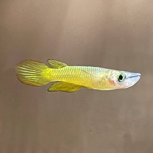 Gold Panchax Aplocheilus panchax 4-5cm