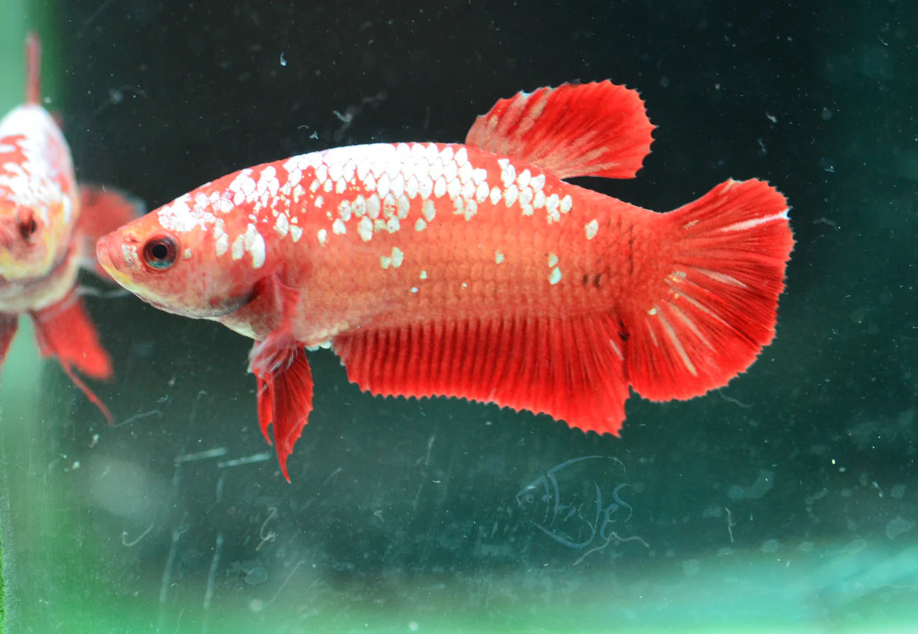 Red Gold Galaxy HMPK Female 4cm