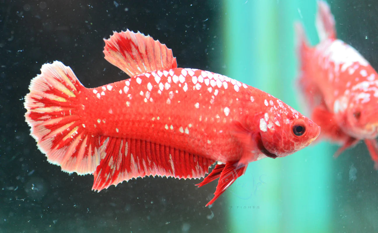 Red Gold Galaxy HMPK Female 4cm