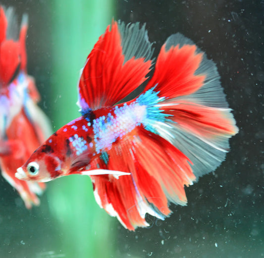 Nemo Candy Halfmoon Male Betta 5cm