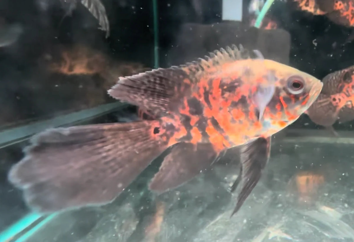 Black Nemo Oscar Long Fin 6cm