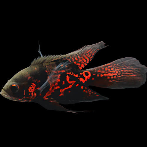 Tiger Veiltail Oscar 8cm