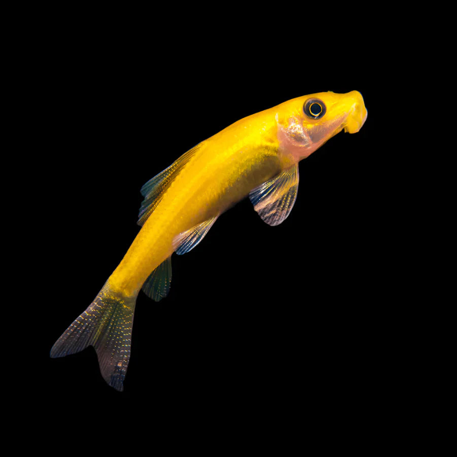 Golden Chinese Algae Eater (CAE) Gyrinocheilus aymonieri 4cm