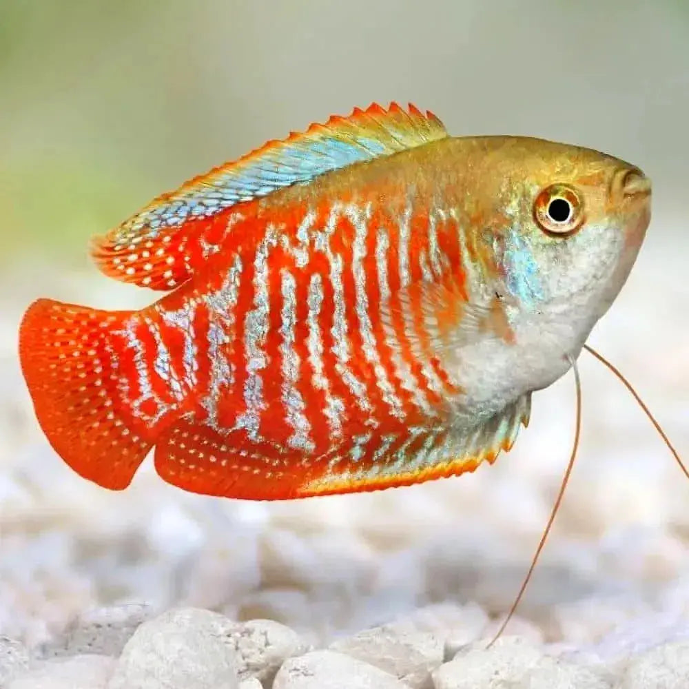 Neon Tiger Dwarf Gourami Pair 3-4cm