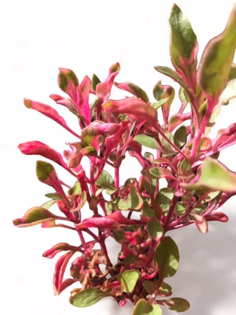Alternanthera Tenella Alt Pink (Terrarium Only)