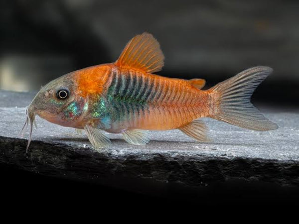 Corydoras Venezuela 2cm