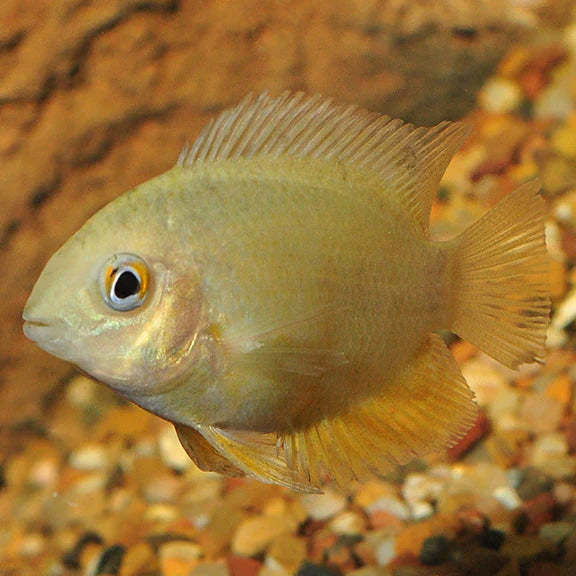 Gold Severum 5cm