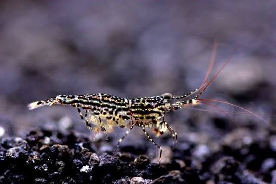 White Orchid Sulawesi Shrimp 1cm