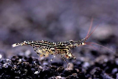 White Orchid Sulawesi Shrimp 1cm