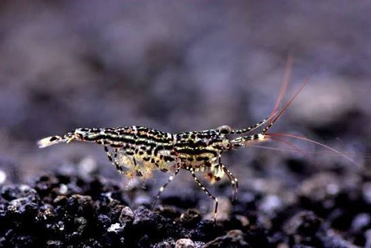 White Orchid Sulawesi Shrimp 1cm