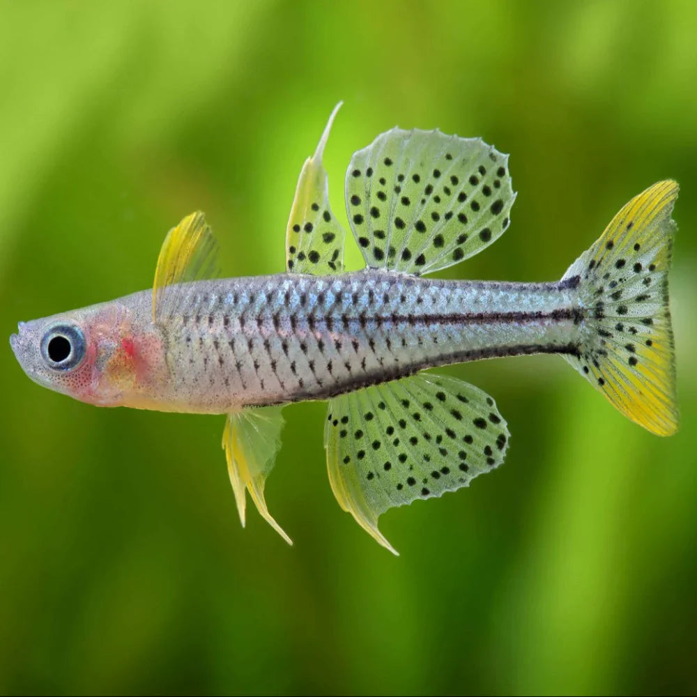 Spotted Blue Eye ARU2 / ARUII (Pseudomugil gertrudae) 2-3cm
