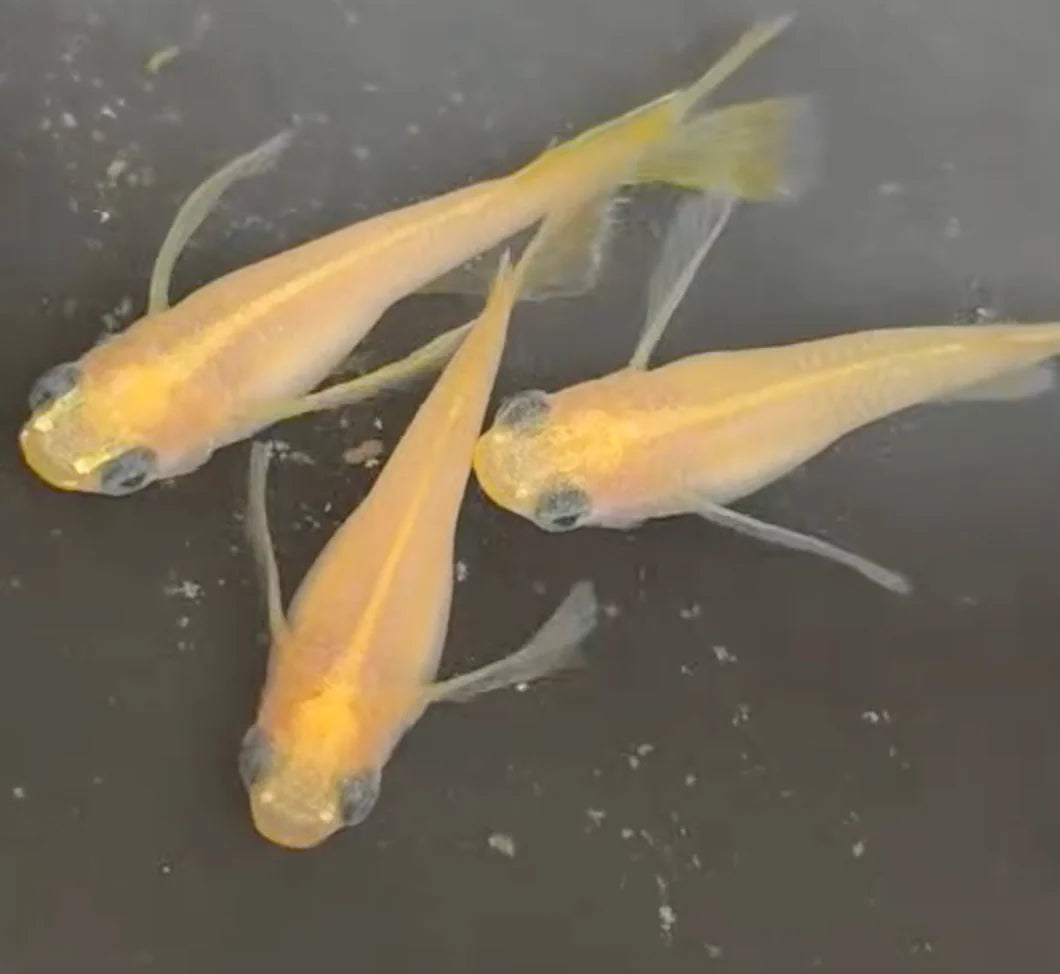Matsui Yellow Emperor Long Fin