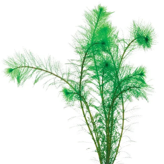 Filigree Milfoil Myriophyllum simulans