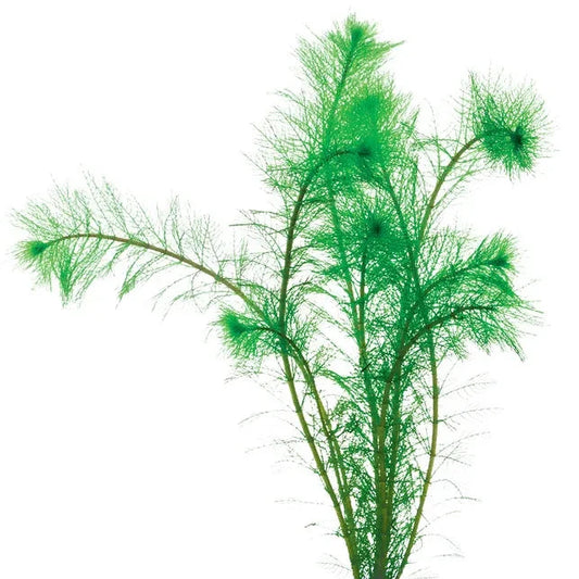 Filigree Milfoil Myriophyllum simulans