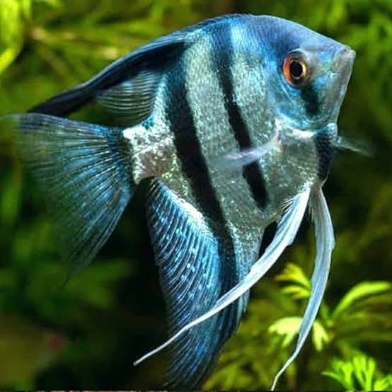 Blue Zebra Angelfish 3.5cm