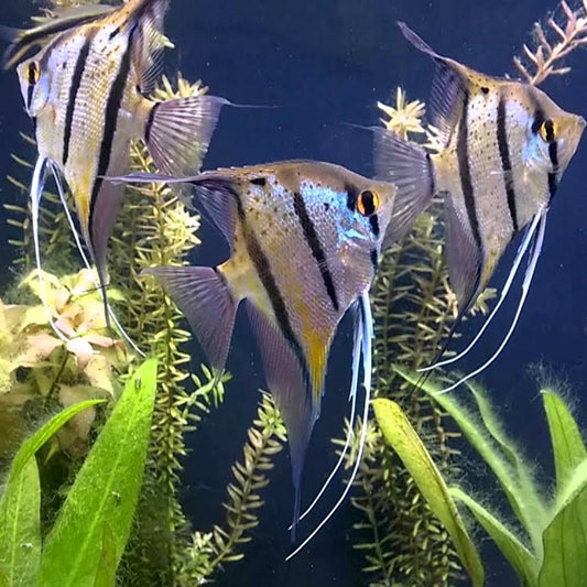 Peru Altum Angelfish 3.5cm