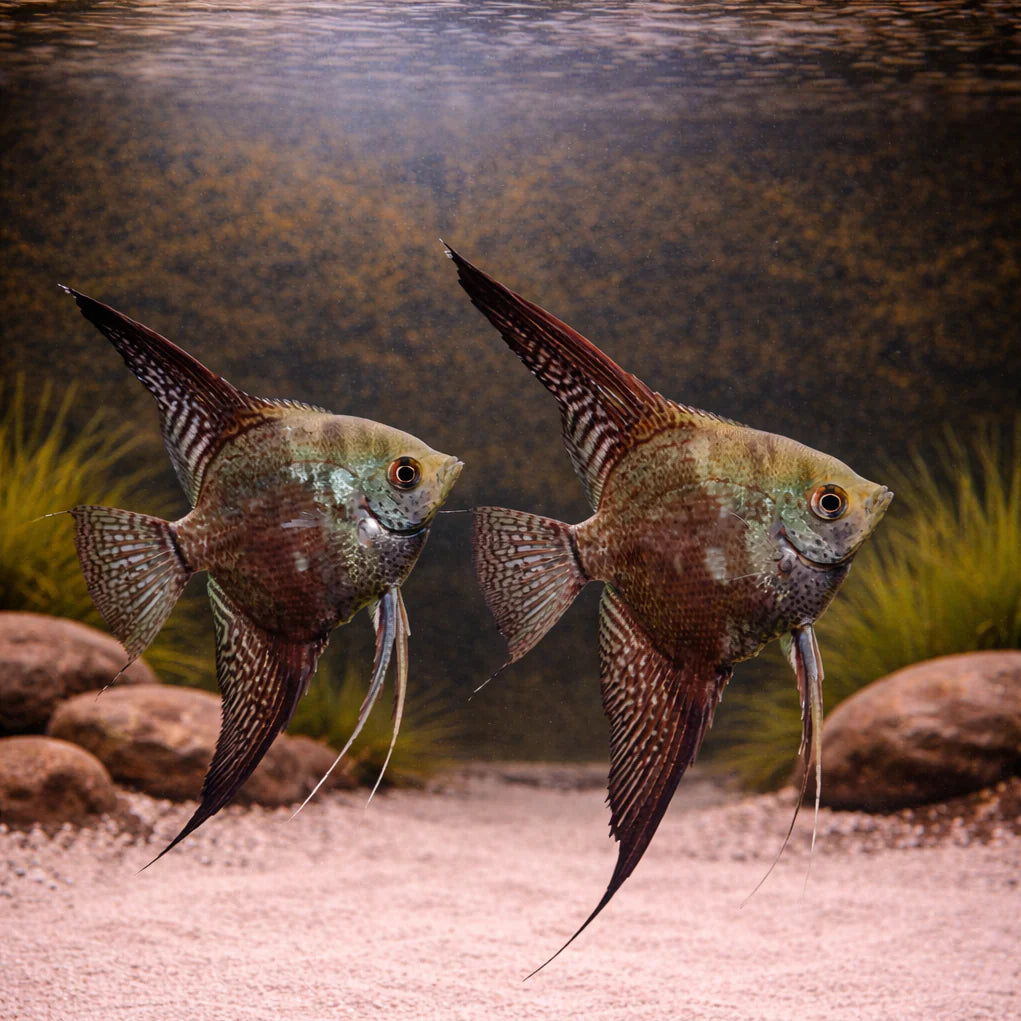 Smokey Angelfish 3.5cm