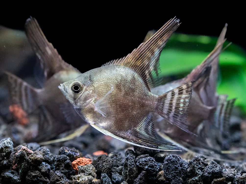 Smokey Angelfish 3.5cm