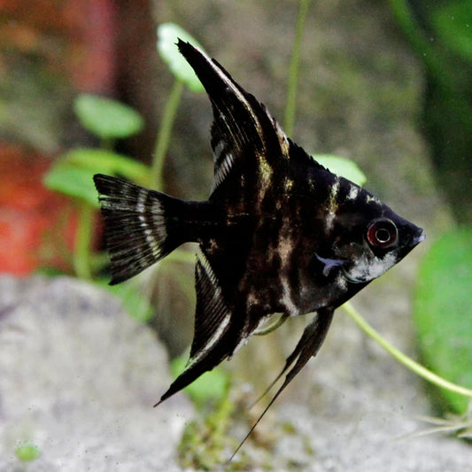 Assorted Angelfish 3cm Locally Bred