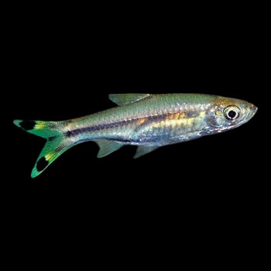 Scissortail Rasbora 3.5cm (Group of 10)