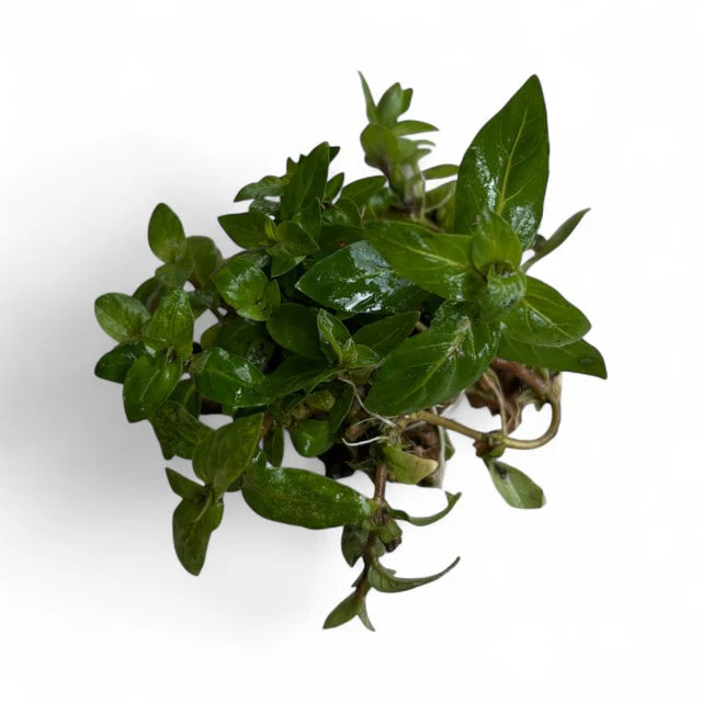 Staurogyne repens