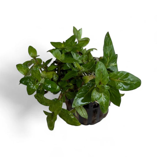 Staurogyne repens