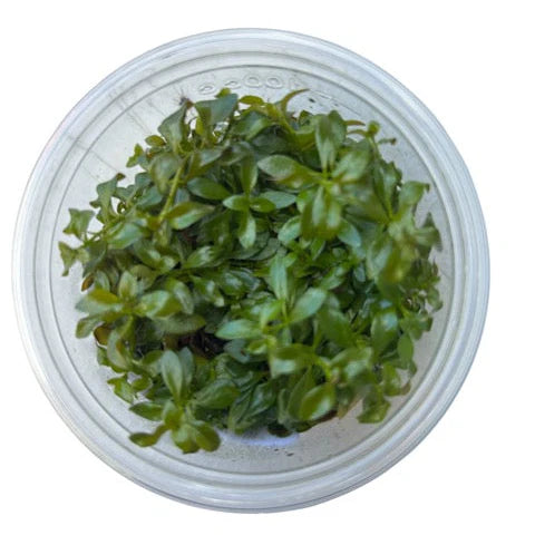 Ludwigia Atlantis Dark Orange Tissue Culture