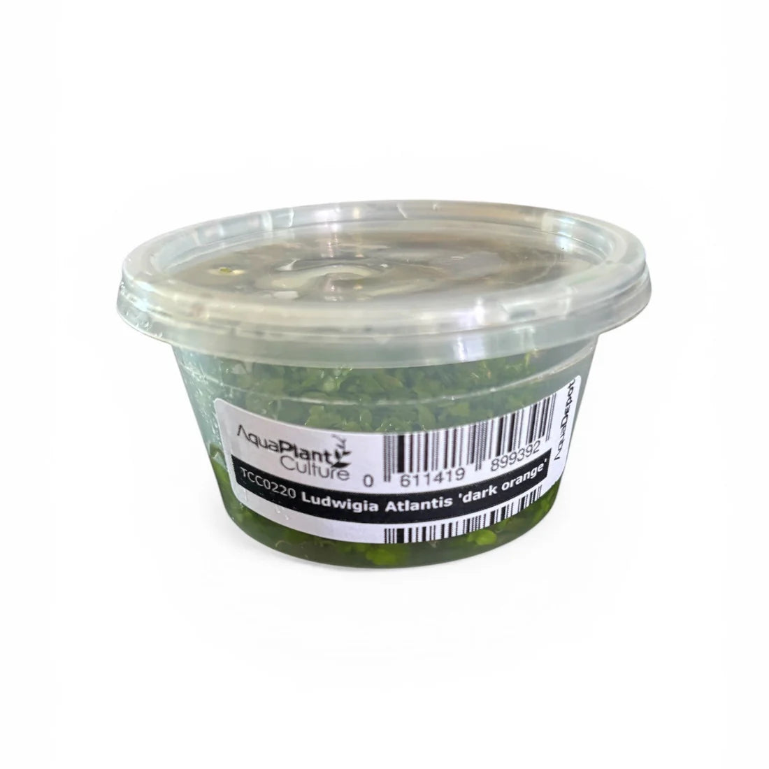 Ludwigia Atlantis Dark Orange Tissue Culture
