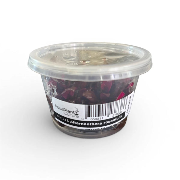 Alternanthera Rosaefolia Tissue Culture