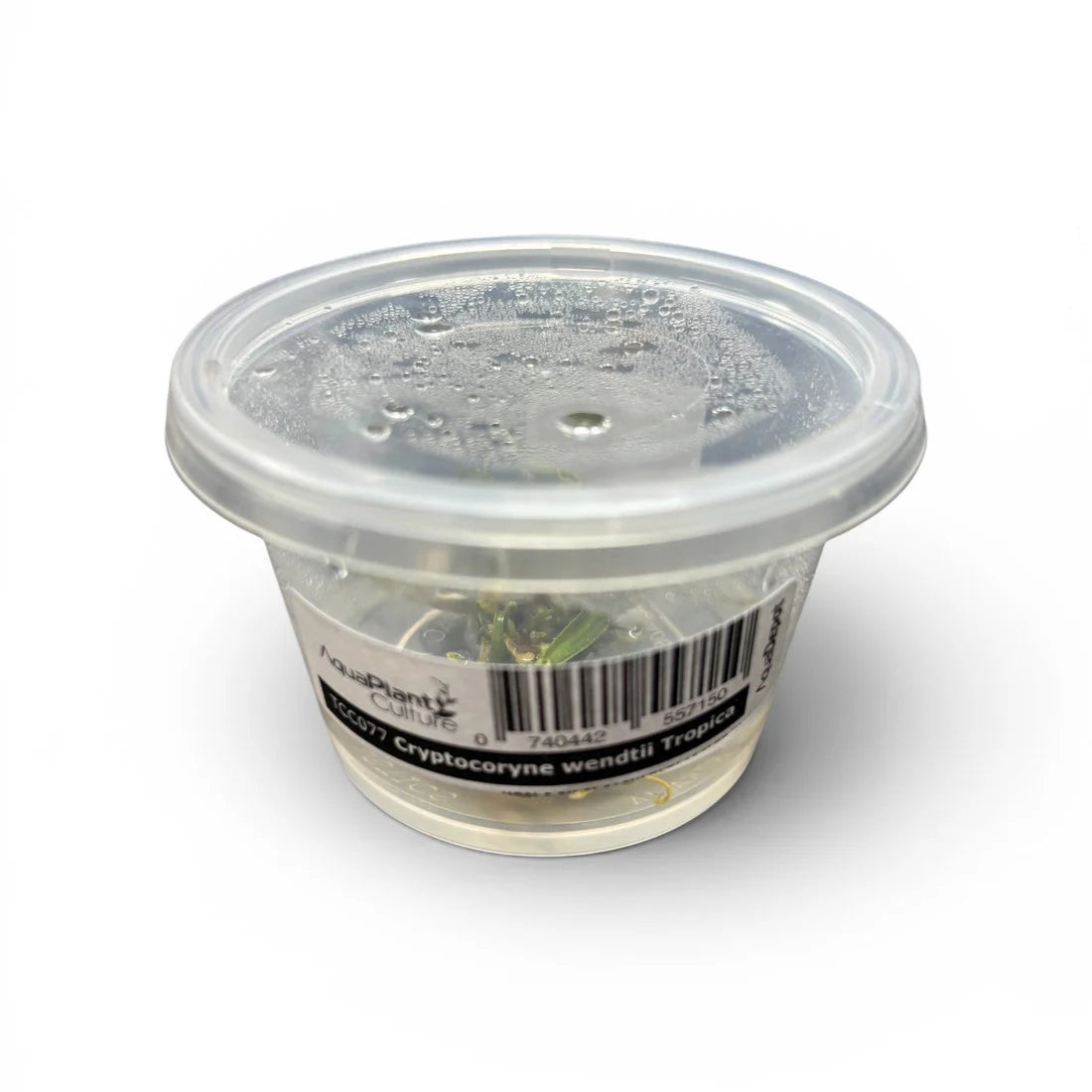 Crypt Wendtii Tropica Tissue Culture