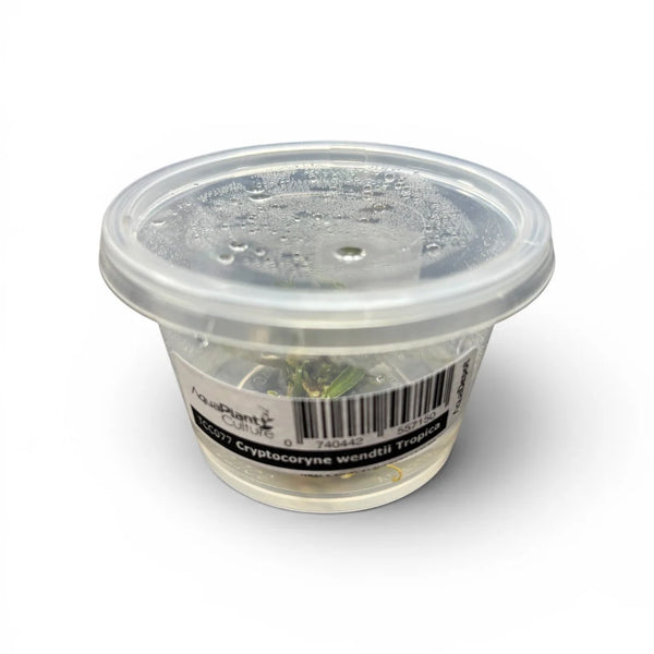 Crypt Wendtii Tropica Tissue Culture