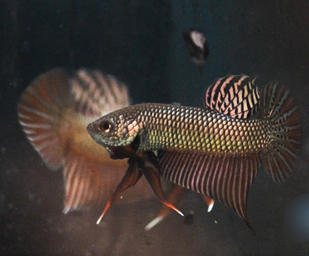 Betta Smaragdina Copper Wild Sexed or Pairs  3-4cm