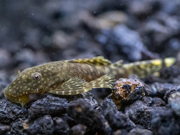 Assorted Bristlenose 3cm