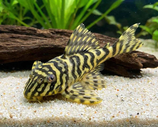 Leopard Frog Pleco L134 4-5cm