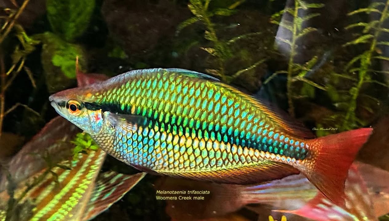 Woomera Creek Rainbowfish  (Melanotaenia Trifasciata)